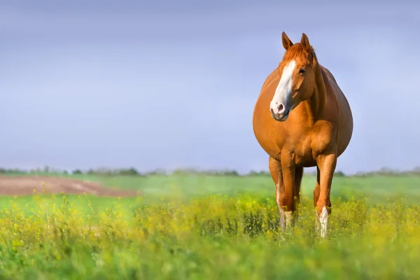 Cavalo de gravidez — Fotografia de Stock