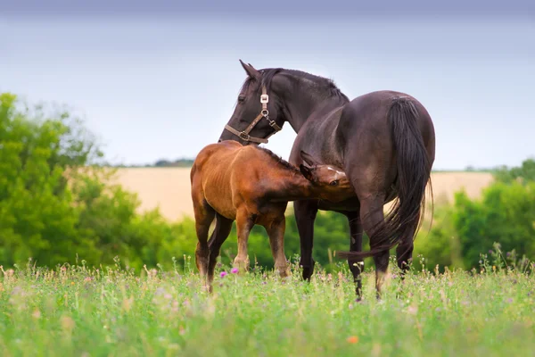 Mare with colt — Stock Photo, Image