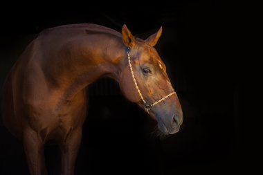 Siyah üzerine kırmızı at