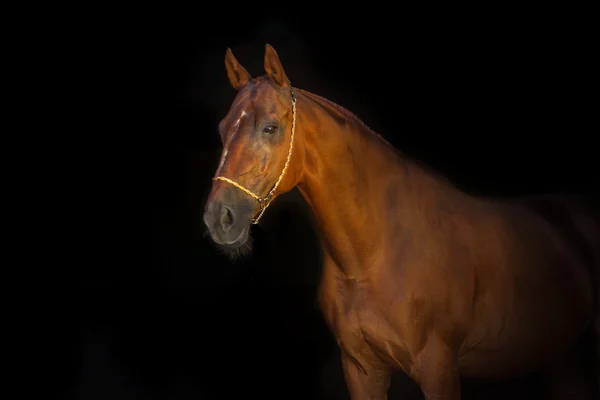 Cavalo vermelho em preto — Fotografia de Stock