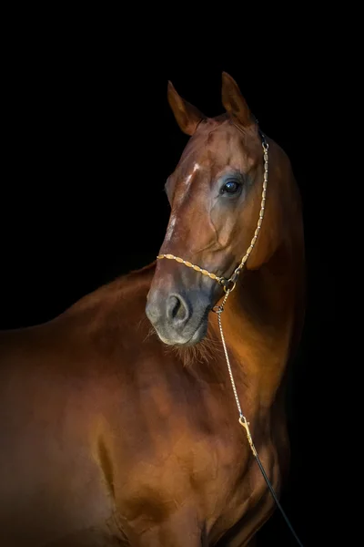 Czerwony koń na czarny — Zdjęcie stockowe