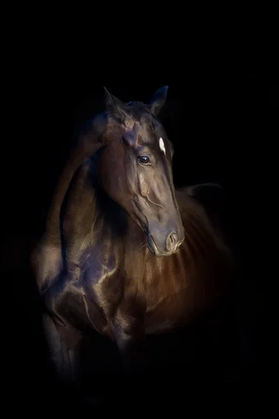 Cavalo em preto — Fotografia de Stock