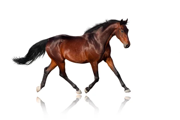 Bay horse isolated — Stock Photo, Image