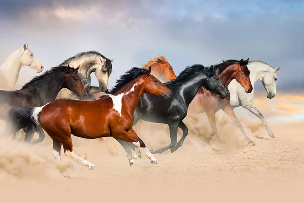 Herd of horses — Stock Photo, Image