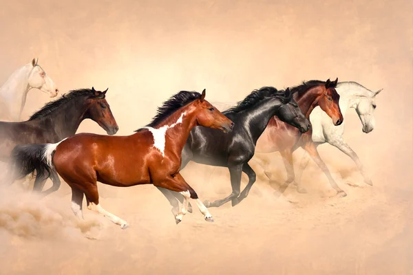 Horses — Stock Photo, Image