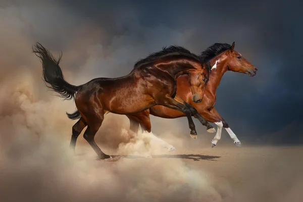 Dwóch koni — Zdjęcie stockowe