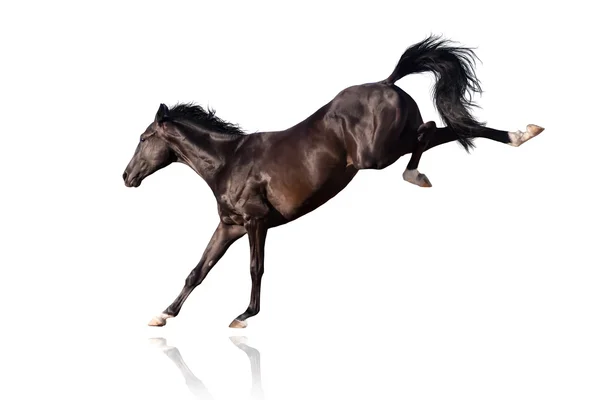 Fotos de Cavalo pulando, Imagens de Cavalo pulando sem royalties