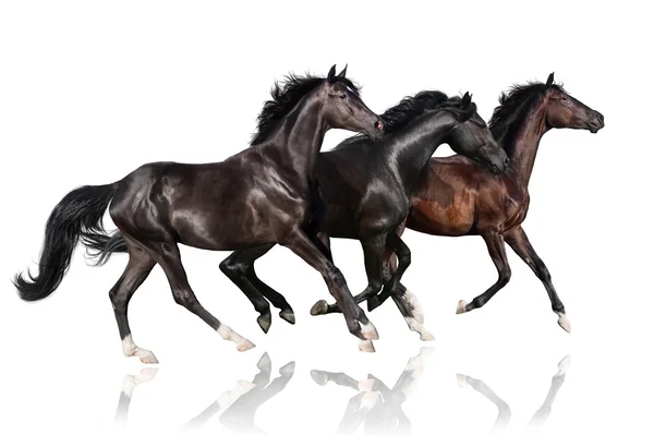 Caballos negros aislados — Foto de Stock