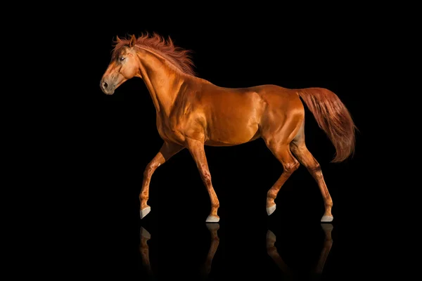 Cavallo rosso — Foto Stock