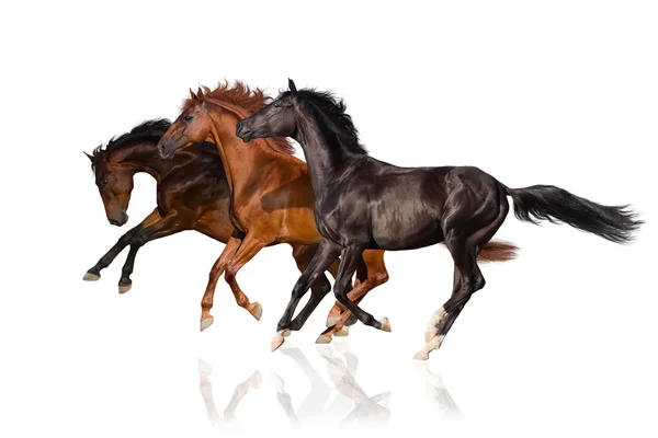 Horses — Stock Photo, Image