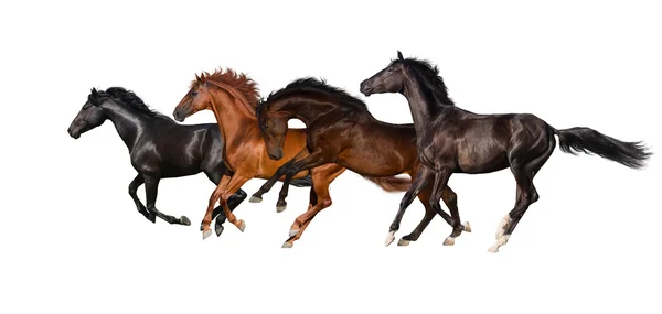 Horse herd — Stock Photo, Image