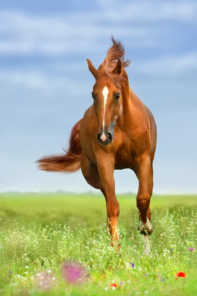 Red horse — Stock Photo, Image