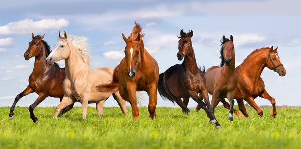 Horse herd — Stock Photo, Image