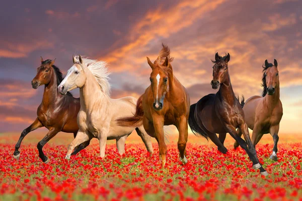 Manada de cavalos — Fotografia de Stock