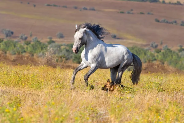 Cavalo branco com cão — Fotografia de Stock