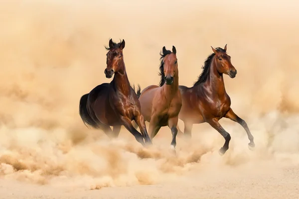 Häst springa — Stockfoto