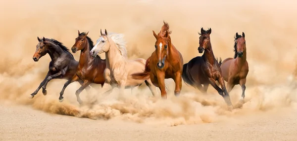 Horse run — Stock Photo, Image