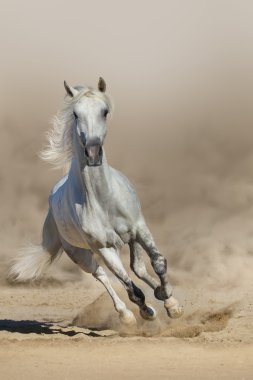 Gri Arap atı çalıştırmak toz