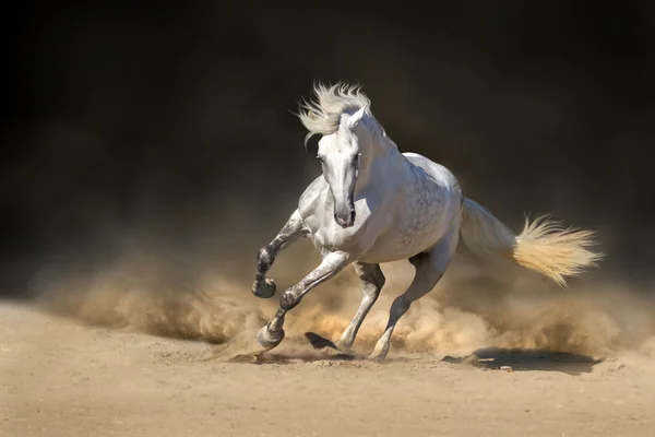 Cavalo — Fotografia de Stock