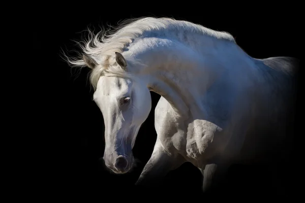 Witte paard portret — Stockfoto