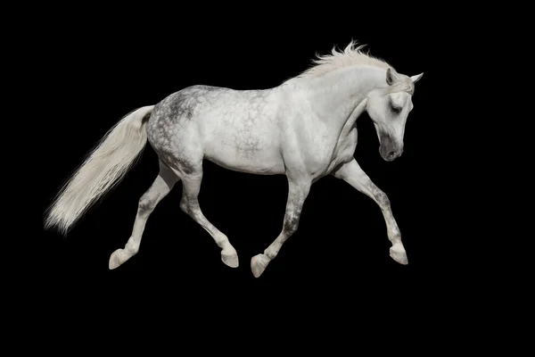 Cavallo bianco isolato — Foto Stock