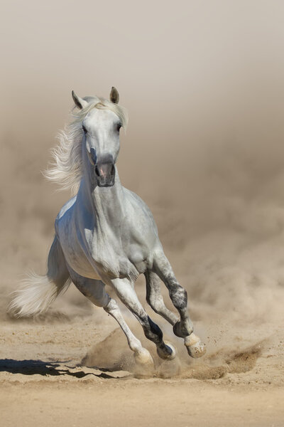 Grey arabian horse run in dust