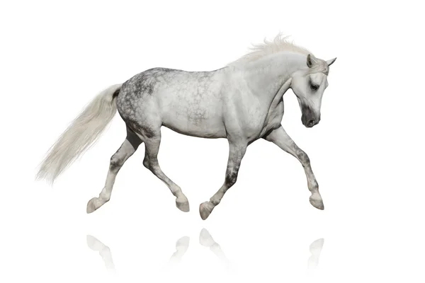 White horse — Stockfoto