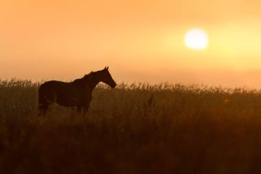 Otlakta duran at silueti