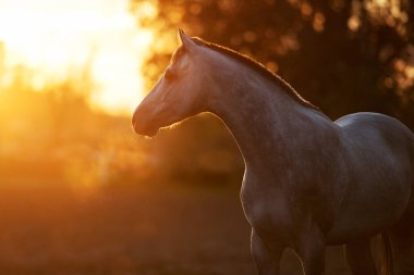 Gün batımında gri at kürkü
