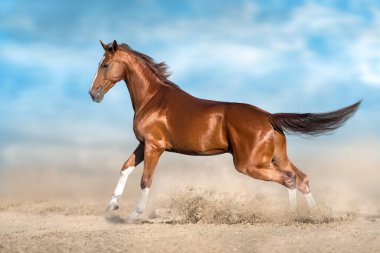 Uzun yeleli aygır çöl tozuna karşı hızlı koşar.