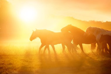 Atlar yaz otlaklarında gün batımında otluyor.