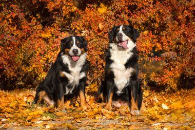 Sonbaharda iki köpek