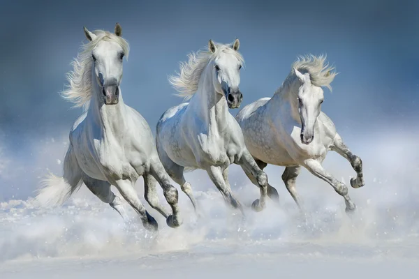 Pferde im Schnee — Stockfoto