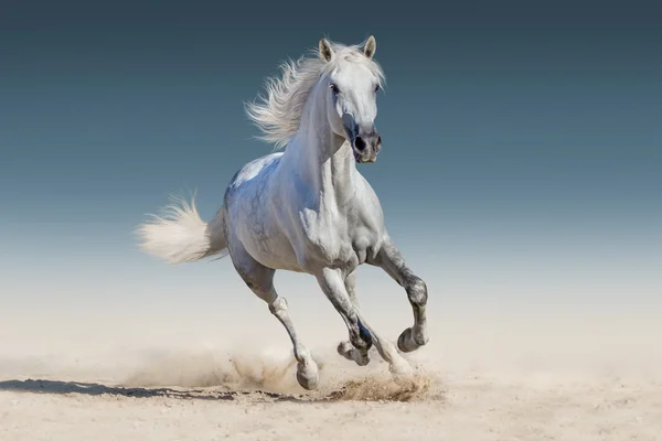 Biały koń uruchomić galop — Zdjęcie stockowe