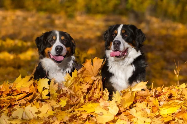 Due cani in foglie — Foto Stock