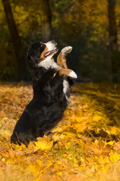 Dog do trick — Stock Photo, Image