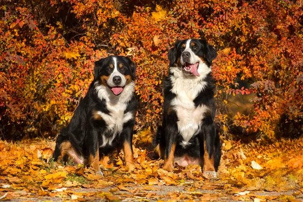 Sonbaharda iki köpek — Stok fotoğraf