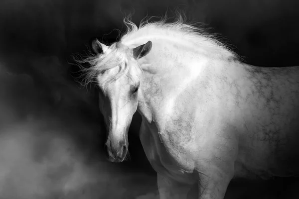 Cavalo cinzento com crina longa — Fotografia de Stock