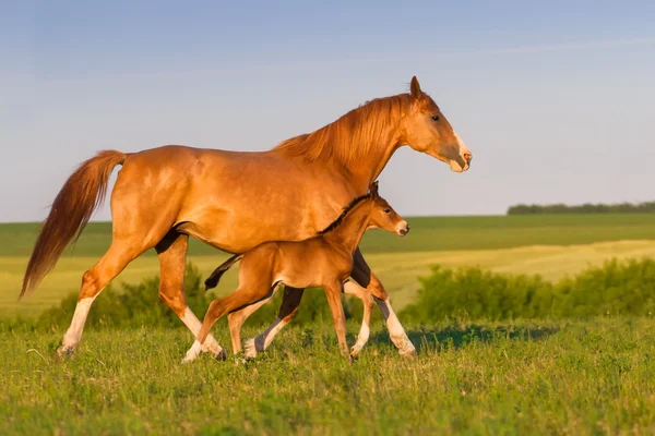 Mare  with foal — Stock Photo, Image