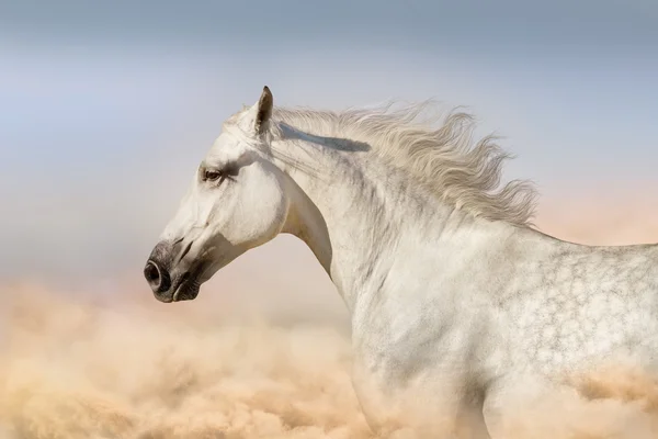 Cavalo em nuvens de poeira — Fotografia de Stock