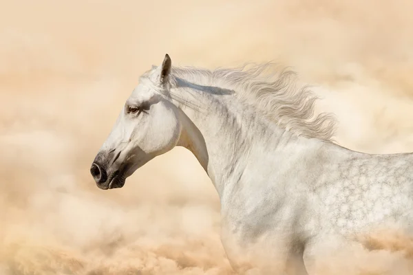 Paard in wolken van stof — Stockfoto