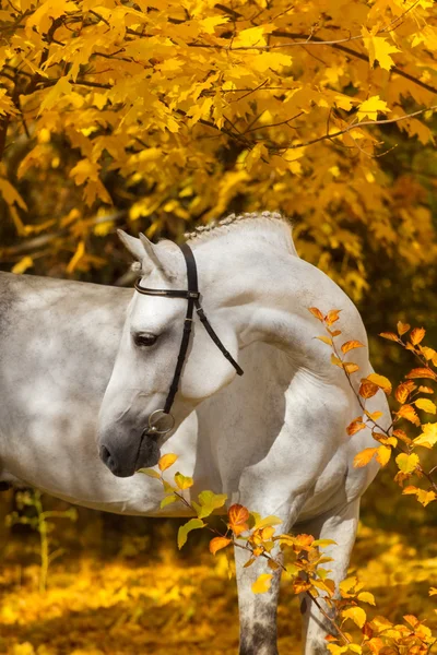 Cheval blanc en automne — Photo