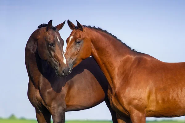 Pareja de caballos enamorados — Foto de Stock