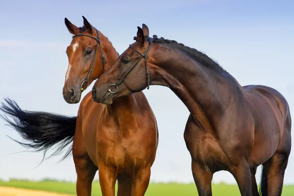 Пара влюблённых лошадей — стоковое фото