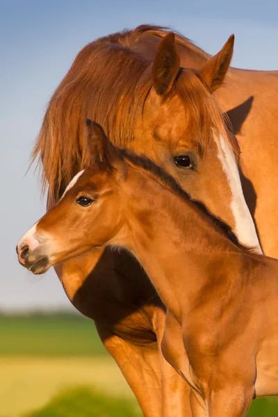 Mare with his baby — Stock Photo, Image