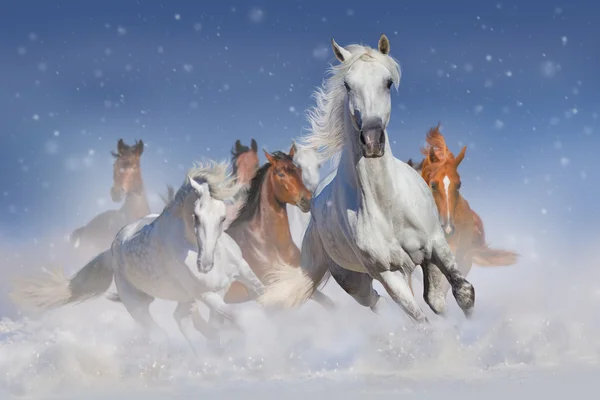 Konie w śniegu zimowym — Zdjęcie stockowe