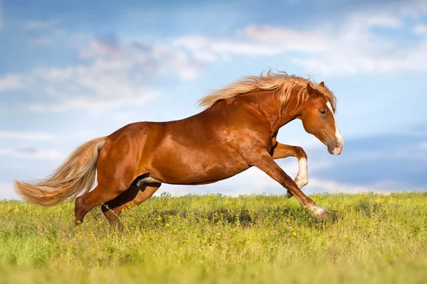 Red horse  run — Stock Photo, Image