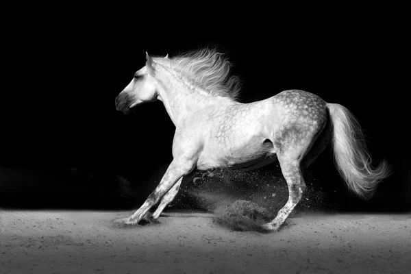White horse in desert dust — Stock Photo, Image