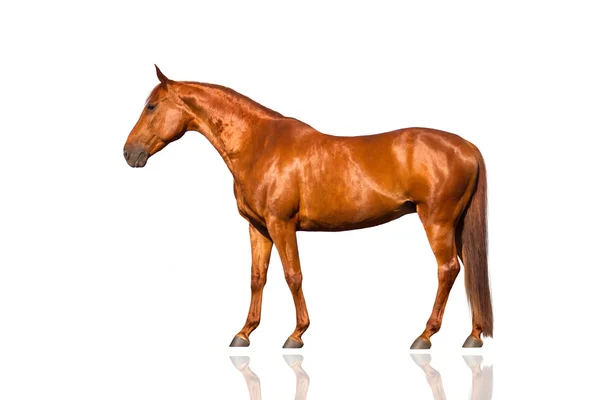 Rotes Pferd außen — Stockfoto