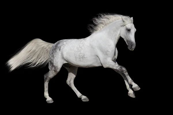 Bílý kůň, samostatný — Stock fotografie